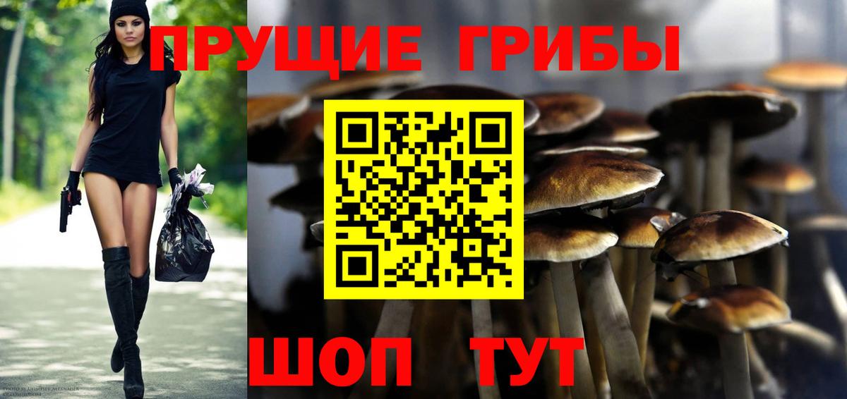 Галлюциногенные грибы Psilocybe Кашира